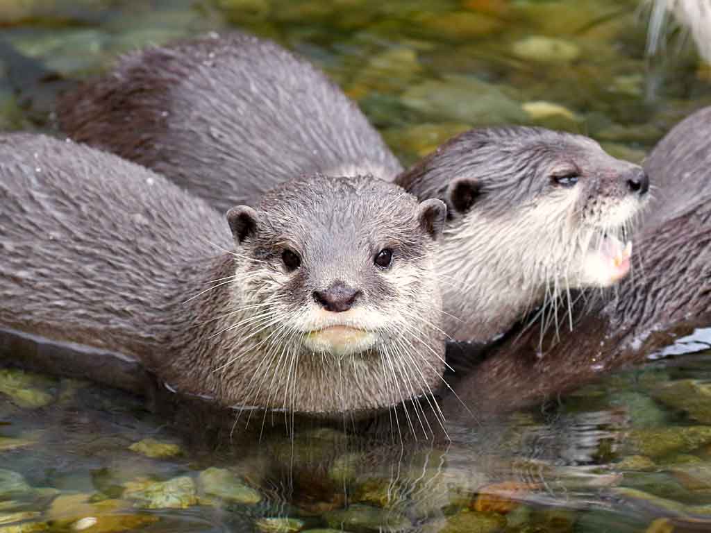 River Otter (Lutra Canadensis)
