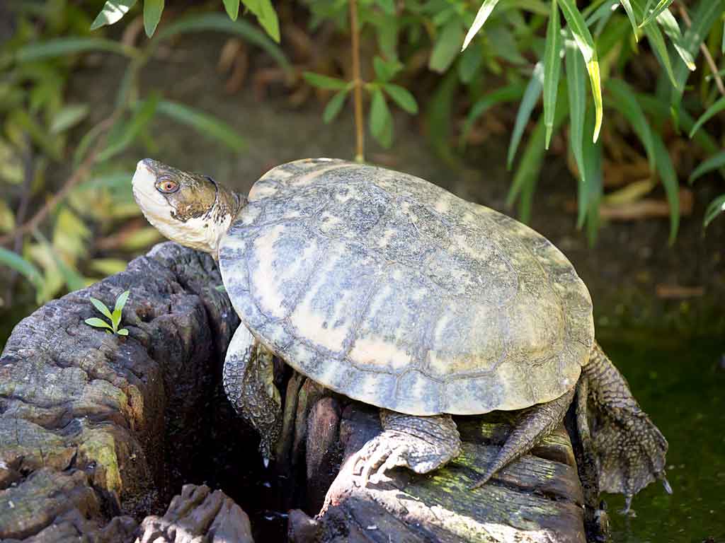 Western Pond Turtle (Clemmys Marmorata)